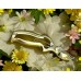 Секатор 165 мм YP165G (T-30) (YCS3 Gold anodizing 61HRC) 170 г, HIDEHISA Toyama Hamono