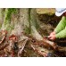 Пила садова в піхвах Silky Gomtaro 240-8 Root (для коріння) (153-24)